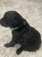 Green Collar Boy, a male Goldendoodle for sale in West Monroe, LA – Photo 6 of 9