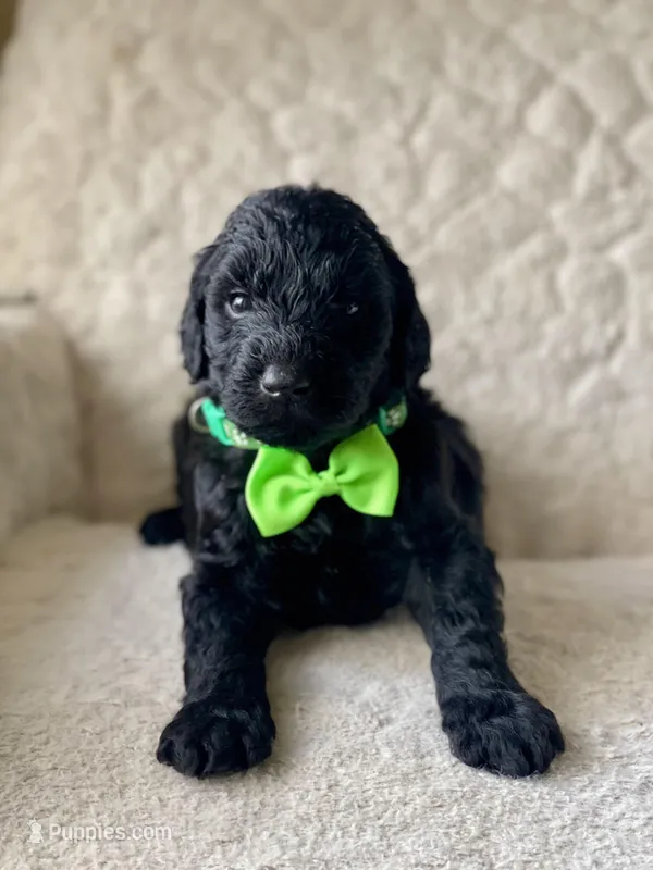 Green Collar Boy – Goldendoodle puppy for sale in West Monroe, LA