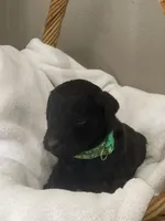 Green Collar Boy, a male Goldendoodle for sale in West Monroe, LA – Photo 5 of 9