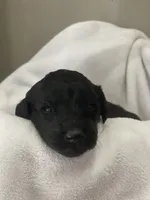 Green Collar Boy, a male Goldendoodle for sale in West Monroe, LA – Photo 4 of 9