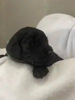 Green Collar Boy, a male Goldendoodle for sale in West Monroe, LA – Photo 2 of 9