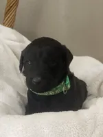 Green Collar Boy, a male Goldendoodle for sale in West Monroe, LA – Photo 3 of 9