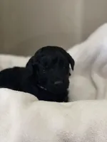 Purple Collar Girl, a female Goldendoodle for sale in West Monroe, LA – Photo 2 of 6