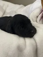 Purple Collar Girl, a female Goldendoodle for sale in West Monroe, LA – Photo 3 of 6