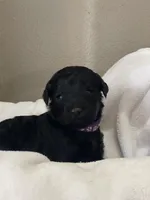 Purple Collar Girl, a female Goldendoodle for sale in West Monroe, LA – Photo 1 of 6