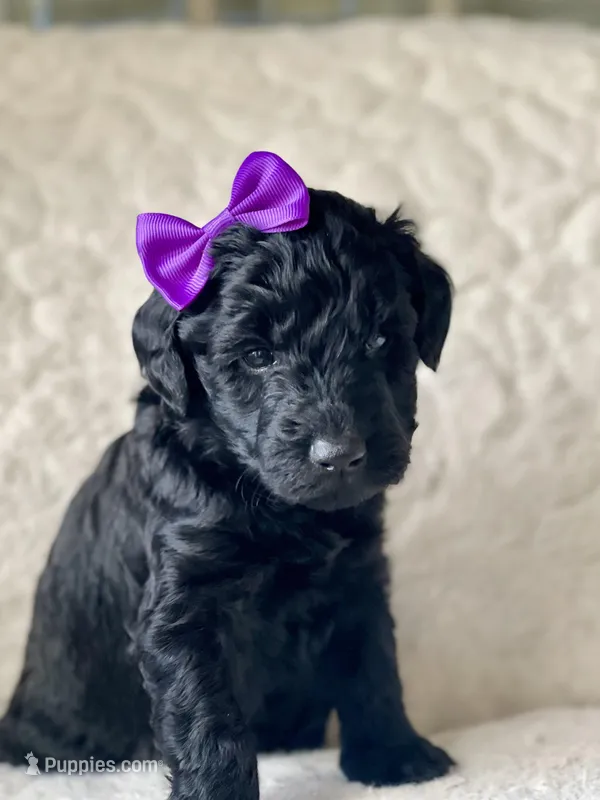 Purple Collar Girl – Goldendoodle puppy for sale in West Monroe, LA