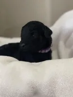 Purple Collar Girl, a female Goldendoodle for sale in West Monroe, LA – Photo 4 of 6