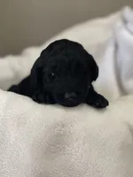 Light Blue Collar Girl, a female Goldendoodle for sale in West Monroe, LA – Photo 3 of 6