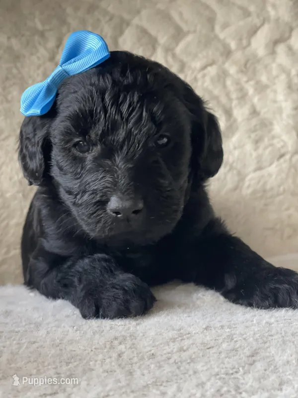 Light Blue Collar Girl – Goldendoodle puppy for sale in West Monroe, LA