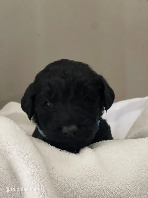 Light Blue Collar Girl