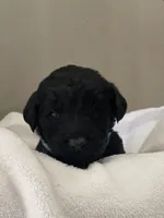 Light Blue Collar Girl, a female Goldendoodle for sale in West Monroe, LA – Photo 1 of 6