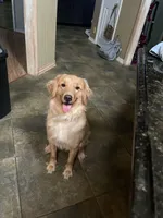 Light Blue Collar Girl, a female Goldendoodle for sale in West Monroe, LA – Photo 5 of 6