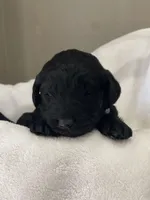 Light Blue Collar Girl, a female Goldendoodle for sale in West Monroe, LA – Photo 2 of 6