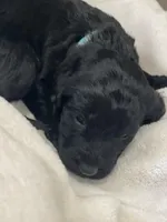 Light Blue Collar Girl, a female Goldendoodle for sale in West Monroe, LA – Photo 4 of 6