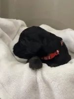 Red Collar Girl, a female Goldendoodle for sale in West Monroe, LA – Photo 2 of 6