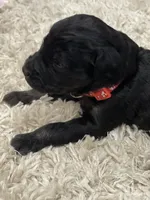 Red Collar Girl, a female Goldendoodle for sale in West Monroe, LA – Photo 4 of 6