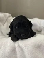 Red Collar Girl, a female Goldendoodle for sale in West Monroe, LA – Photo 3 of 6