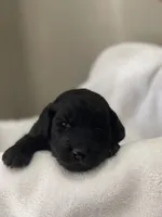 Light Pink Collar Girl, a female Goldendoodle for sale in West Monroe, LA – Photo 4 of 6