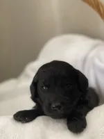 Light Pink Collar Girl, a female Goldendoodle for sale in West Monroe, LA – Photo 2 of 6