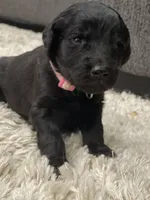 Light Pink Collar Girl, a female Goldendoodle for sale in West Monroe, LA – Photo 5 of 6