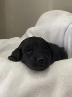 Light Pink Collar Girl, a female Goldendoodle for sale in West Monroe, LA – Photo 3 of 6