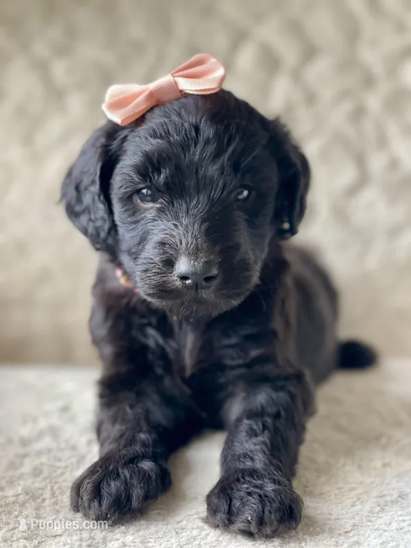 Light Pink Collar Girl – Goldendoodle puppy for sale in West Monroe, LA