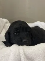 Light Pink Collar Girl, a female Goldendoodle for sale in West Monroe, LA – Photo 1 of 6