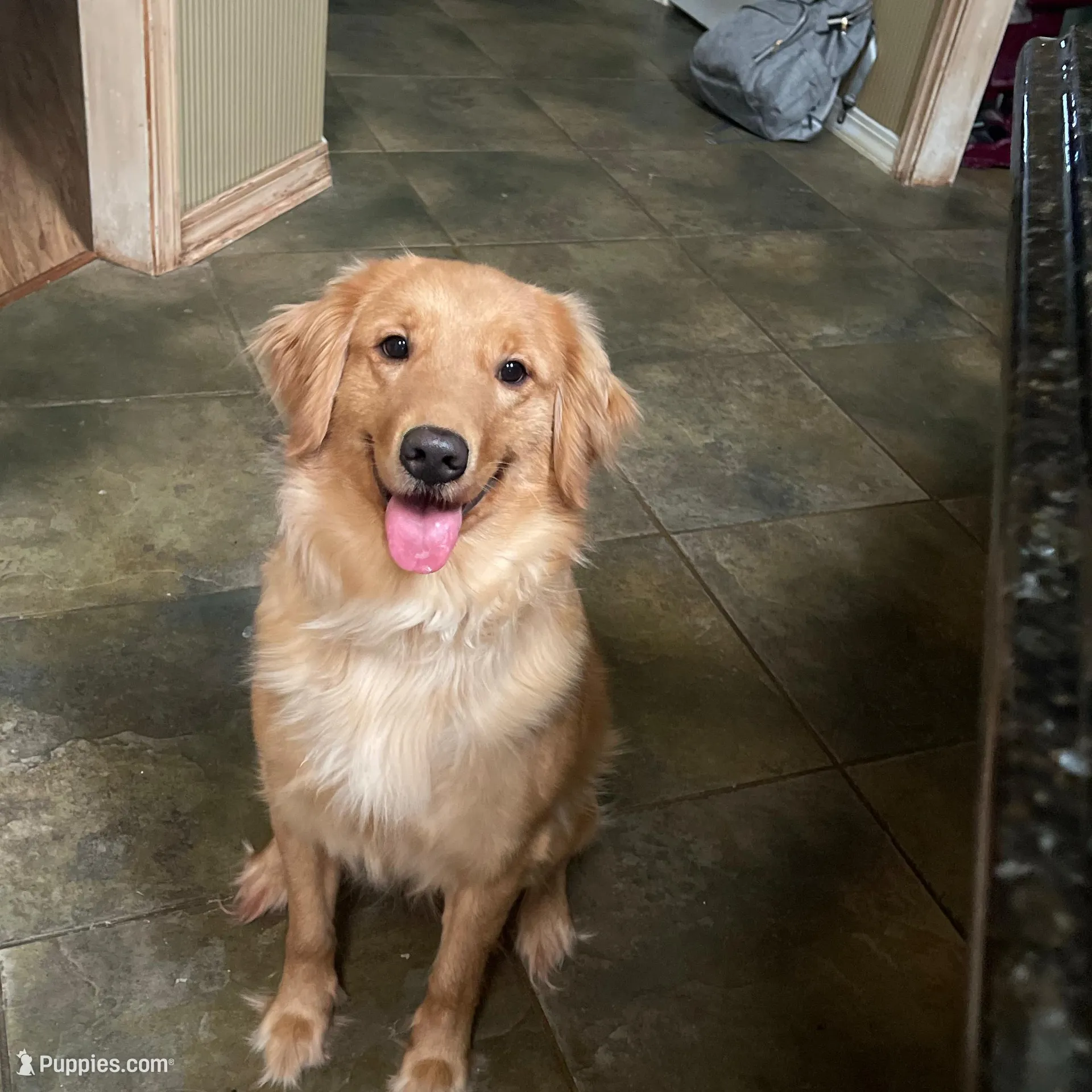 Light Pink Collar Girl, a female Goldendoodle for sale in West Monroe, LA – Photo 6 of 6