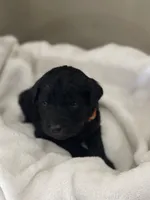 Orange Collar Girl, a female Goldendoodle for sale in West Monroe, LA – Photo 3 of 5