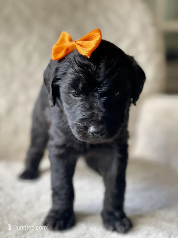 Orange Collar Girl – Goldendoodle puppy for sale in West Monroe, LA