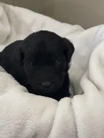 Orange Collar Girl, a female Goldendoodle for sale in West Monroe, LA – Photo 1 of 5