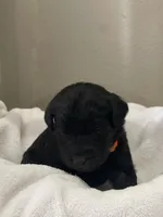 Orange Collar Girl, a female Goldendoodle for sale in West Monroe, LA – Photo 2 of 5