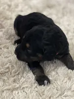 Hot Pink Collar Girl, a female Goldendoodle for sale in West Monroe, LA – Photo 4 of 6