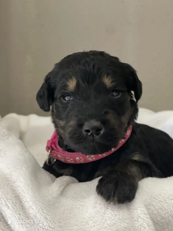 Hot Pink Collar Girl