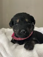 Hot Pink Collar Girl, a female Goldendoodle for sale in West Monroe, LA – Photo 1 of 6