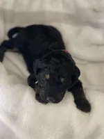 Hot Pink Collar Girl, a female Goldendoodle for sale in West Monroe, LA – Photo 3 of 6