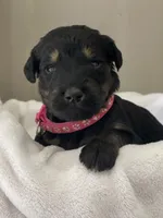 Hot Pink Collar Girl, a female Goldendoodle for sale in West Monroe, LA – Photo 2 of 6