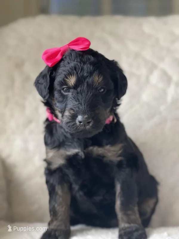 Hot Pink Collar Girl – Goldendoodle puppy for sale in West Monroe, LA