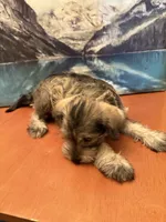 Daisy , a female Miniature Schnauzer for sale in Marshalltown, IA – 4 of 6