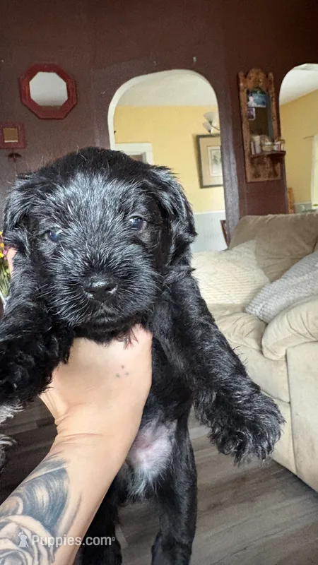 JR – Miniature Schnauzer puppy on hold in Marshalltown, IA