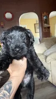 JR, a male Miniature Schnauzer for sale in Marshalltown, IA – 1 of 6