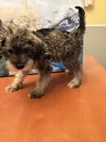 Roxy, a female Miniature Schnauzer for sale in Marshalltown, IA – 5 of 5