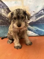 Daisy , a female Miniature Schnauzer for sale in Marshalltown, IA – 3 of 6
