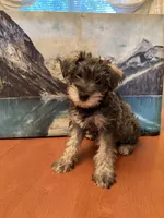 Roxy, a female Miniature Schnauzer for sale in Marshalltown, IA – 3 of 5