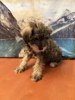 Roxy, a female Miniature Schnauzer for sale in Marshalltown, IA – 4 of 5