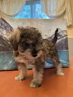 Gorda , a female Miniature Schnauzer for sale in Marshalltown, IA – 1 of 7