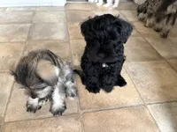 JR, a male Miniature Schnauzer for sale in Marshalltown, IA – 6 of 6