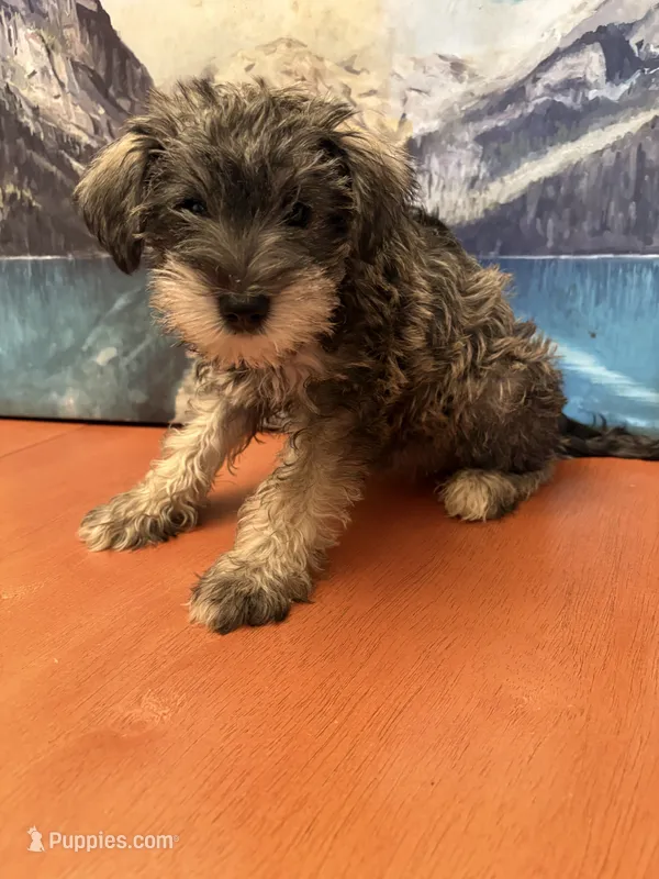 Roxy – Miniature Schnauzer puppy for sale in Marshalltown, IA