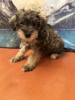 Roxy, a female Miniature Schnauzer for sale in Marshalltown, IA – 1 of 5