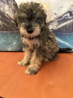 Gorda , a female Miniature Schnauzer for sale in Marshalltown, IA – 4 of 7